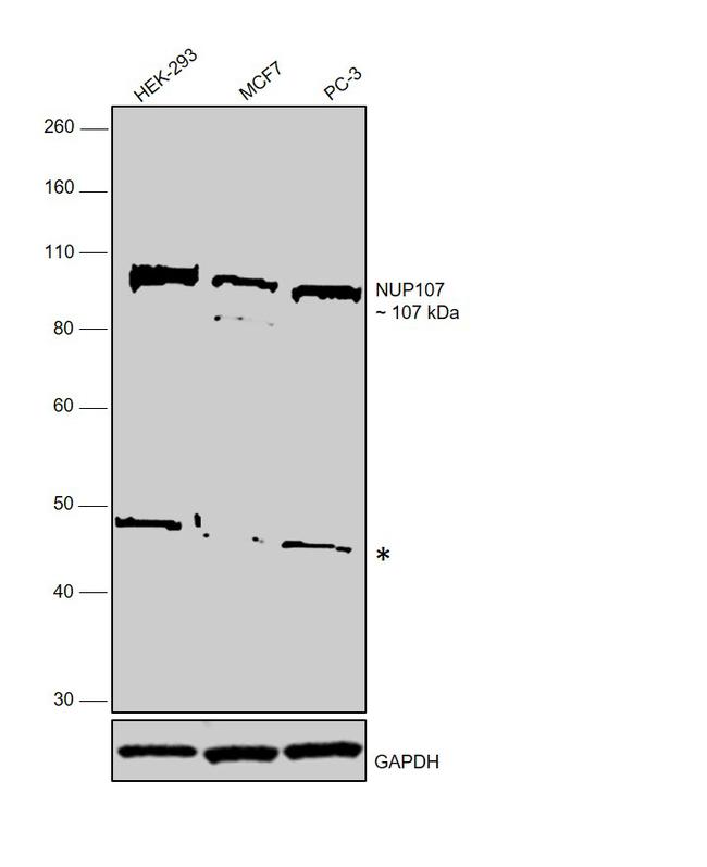 NUP107 Antibody in Western Blot (WB)