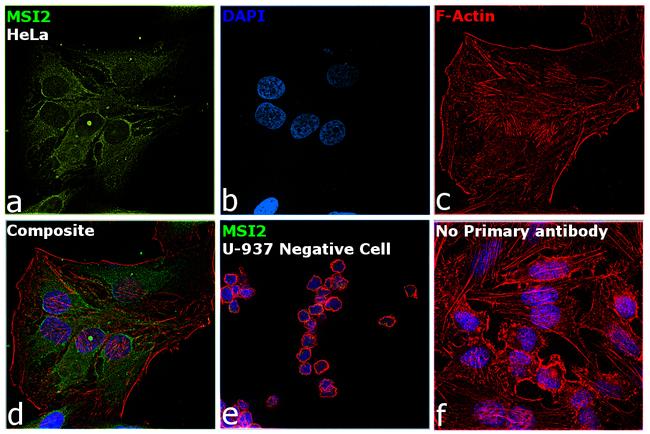 MSI2 Antibody in Immunocytochemistry (ICC/IF)