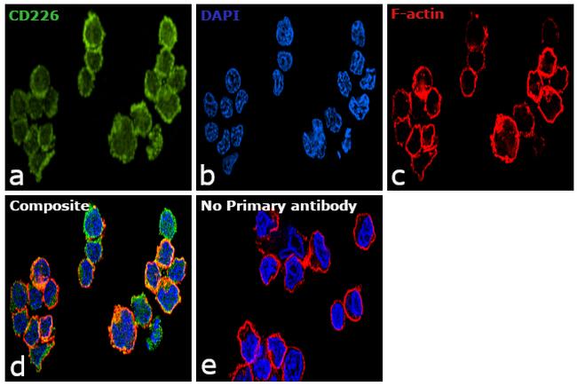 CD226 Antibody in Immunocytochemistry (ICC/IF)