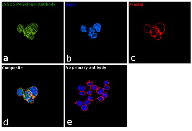 ISG15 Antibody in Immunocytochemistry (ICC/IF)