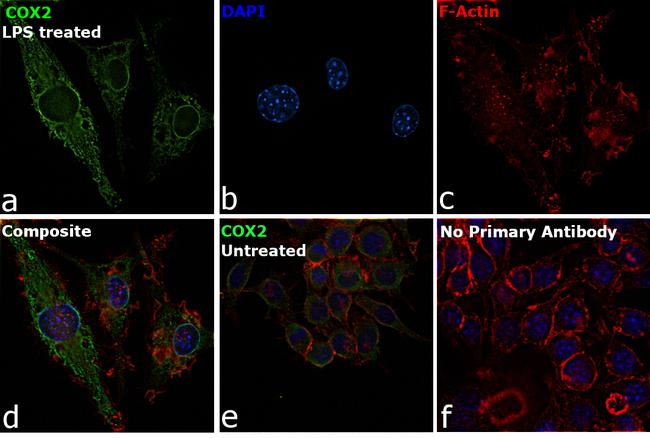 COX2 Antibody in Immunocytochemistry (ICC/IF)