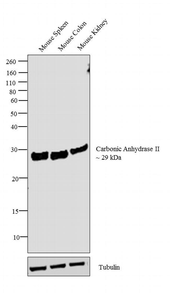 Carbonic Anhydrase II Antibody in Western Blot (WB)