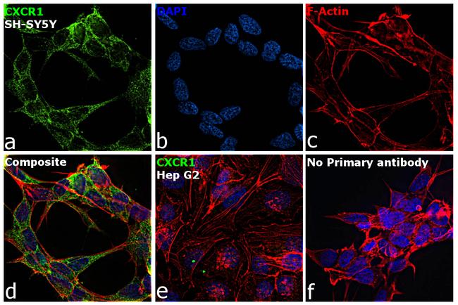 CXCR1 Antibody in Immunocytochemistry (ICC/IF)