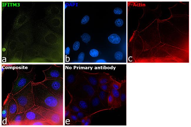 IFITM3 Antibody in Immunocytochemistry (ICC/IF)