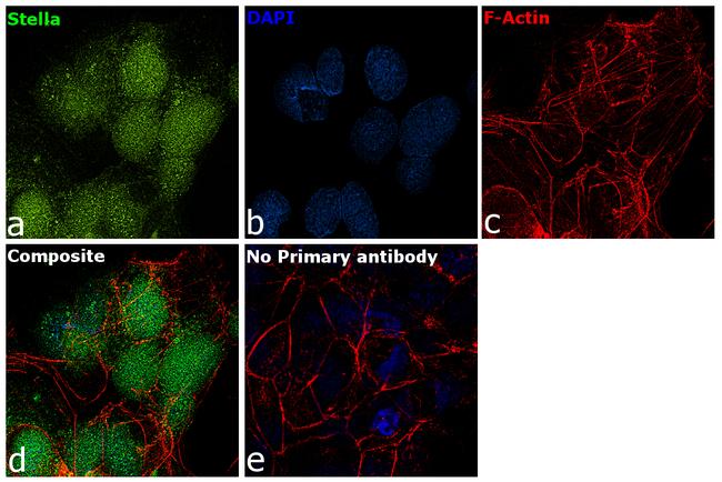 Stella Antibody in Immunocytochemistry (ICC/IF)