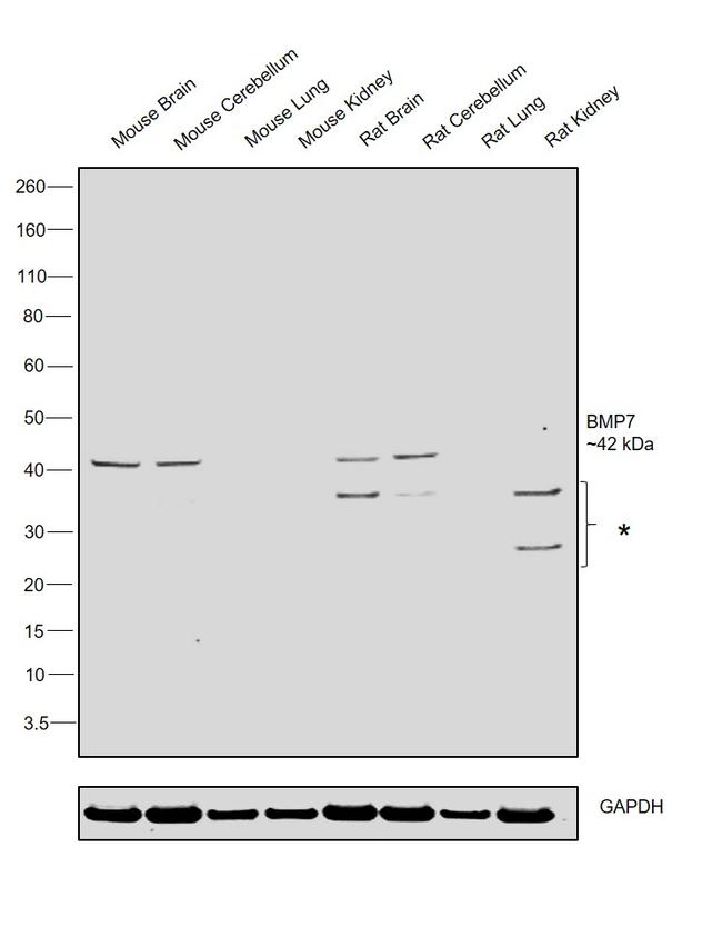 BMP-7 Antibody in Western Blot (WB)