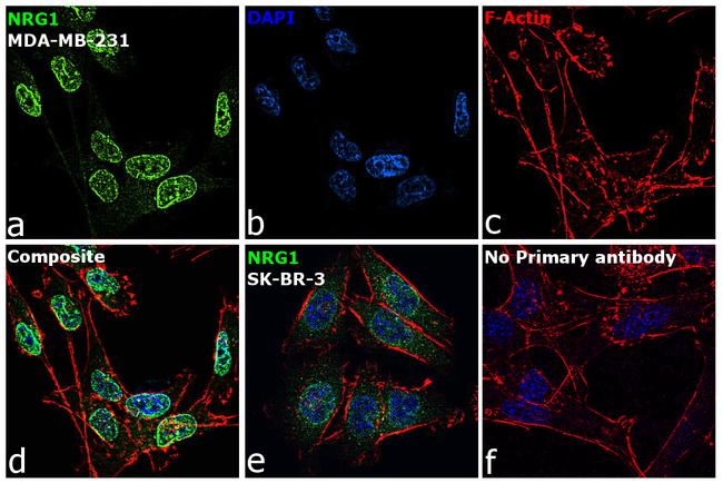 NRG1 Antibody in Immunocytochemistry (ICC/IF)