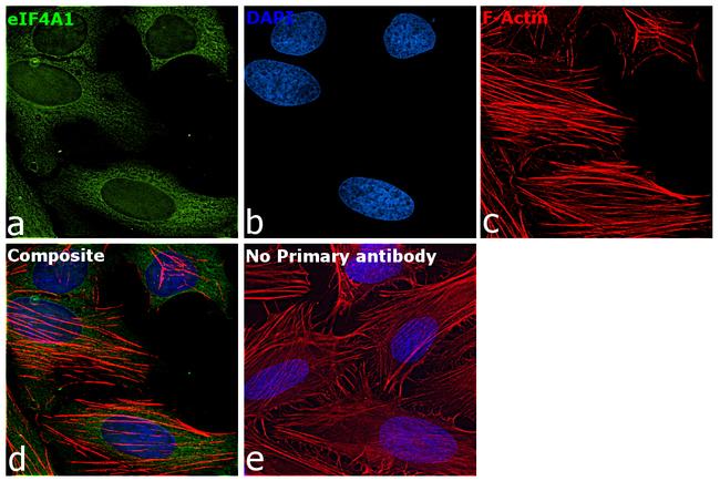 eIF4A1 Antibody in Immunocytochemistry (ICC/IF)