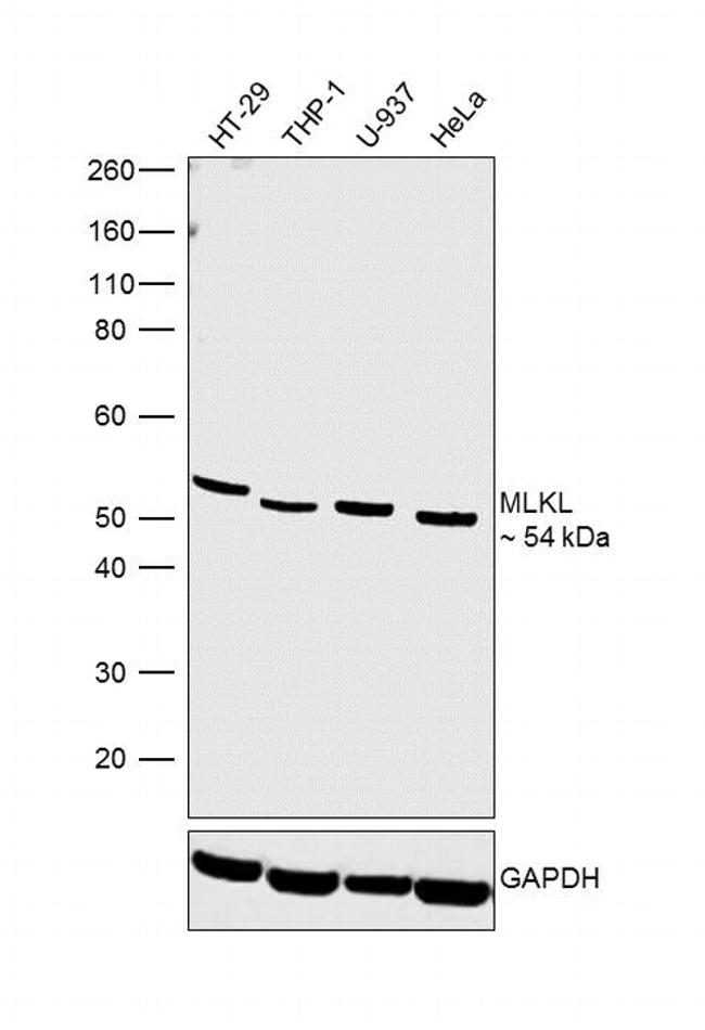 MLKL Antibody in Western Blot (WB)