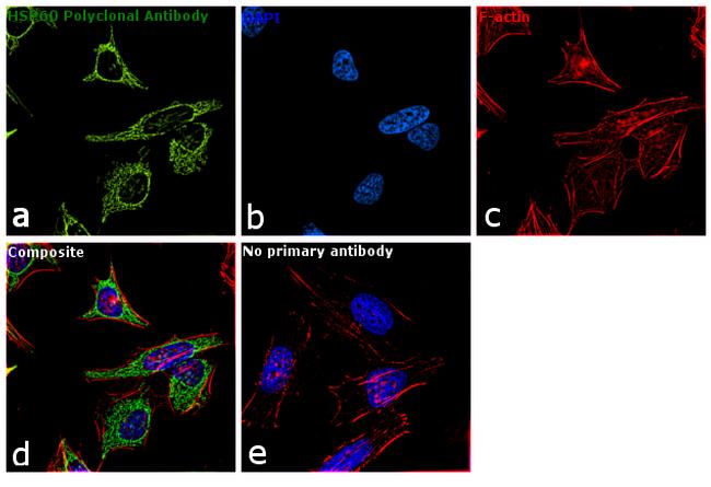 HSP60 Antibody in Immunocytochemistry (ICC/IF)