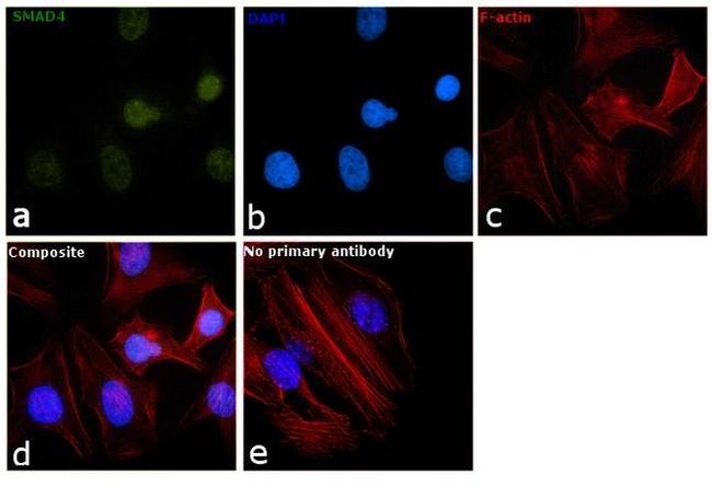 SMAD4 Antibody in Immunocytochemistry (ICC/IF)