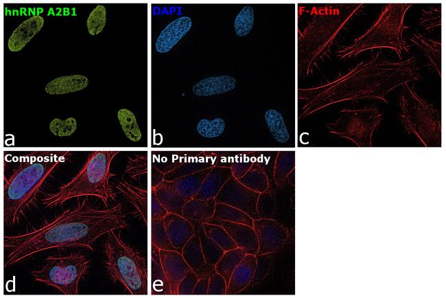 hnRNP A2B1 Antibody in Immunocytochemistry (ICC/IF)