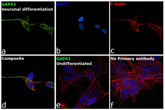 GAP43 Antibody in Immunocytochemistry (ICC/IF)