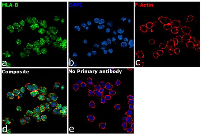 HLA-B Antibody in Immunocytochemistry (ICC/IF)