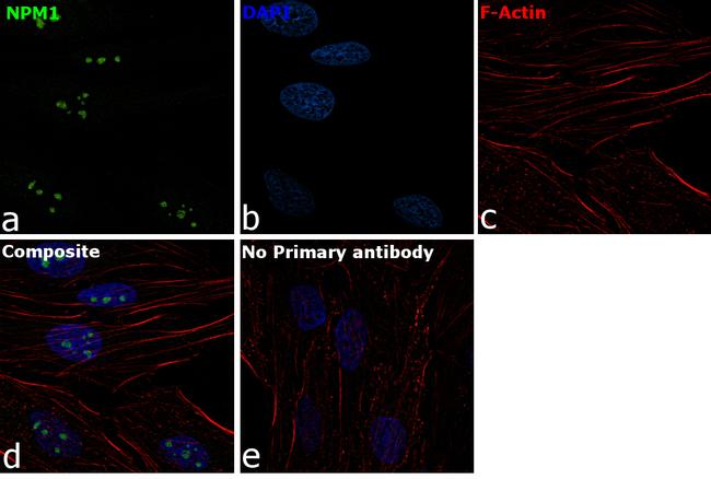 NPM1 Antibody in Immunocytochemistry (ICC/IF)