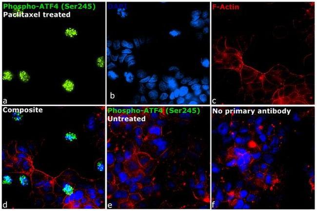 Phospho-ATF4 (Ser245) Antibody in Immunocytochemistry (ICC/IF)