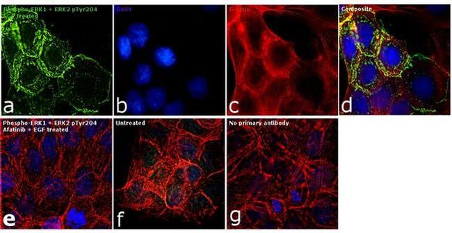 Phospho-ERK1/ERK2 (Tyr204) Antibody in Immunocytochemistry (ICC/IF)