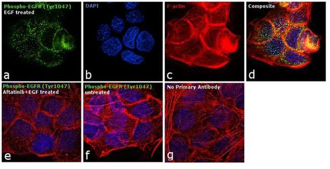 Phospho-EGFR (Ser1047) Antibody in Immunocytochemistry (ICC/IF)