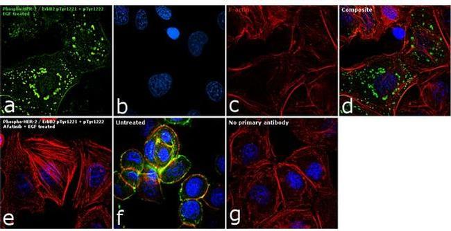 Phospho-ErbB2 (HER-2) (Tyr1221, Tyr1222) Antibody in Immunocytochemistry (ICC/IF)