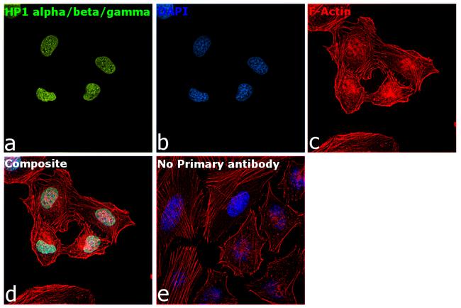 HP1 alpha/beta/gamma Antibody in Immunocytochemistry (ICC/IF)