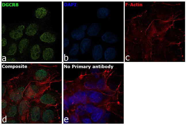 DGCR8 Antibody in Immunocytochemistry (ICC/IF)