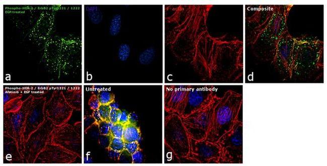 Phospho-ErbB2 (HER-2) (Tyr1221, Tyr1222) Antibody in Immunocytochemistry (ICC/IF)