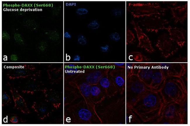 Phospho-DAXX (Ser668) Antibody in Immunocytochemistry (ICC/IF)