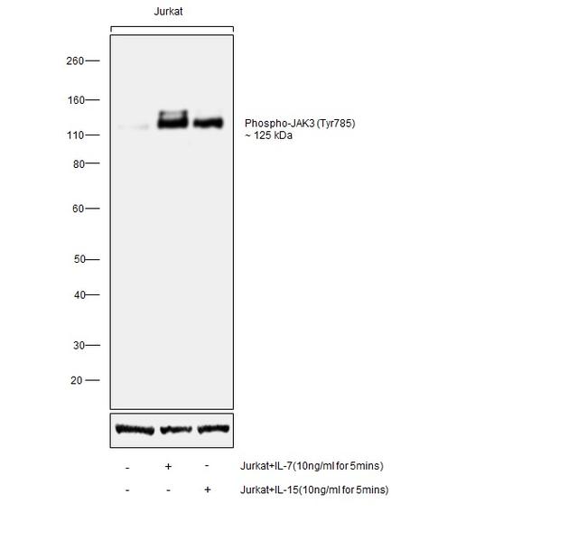 Phospho-JAK3 (Tyr785) Antibody in Western Blot (WB)