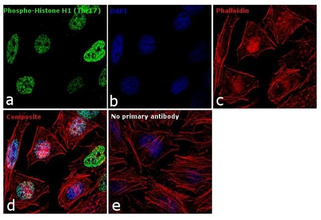 Phospho-Histone H1 (Thr17) Antibody in Immunocytochemistry (ICC/IF)