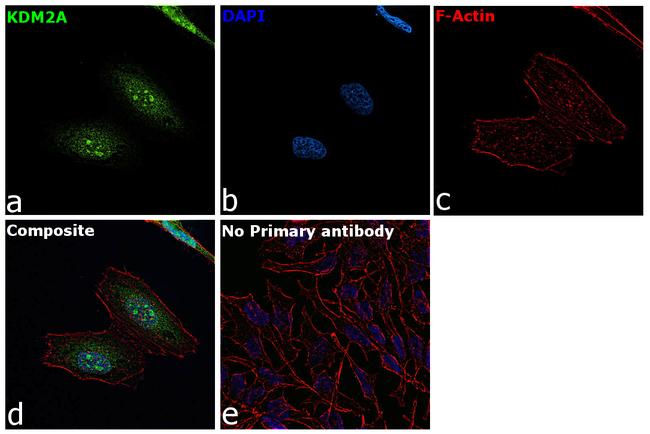 KDM2A Antibody in Immunocytochemistry (ICC/IF)