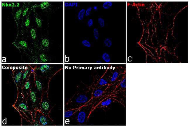 Nkx2.2 Antibody in Immunocytochemistry (ICC/IF)