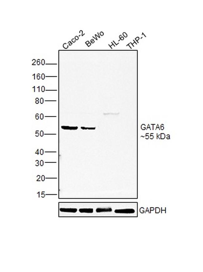 GATA6 Antibody in Western Blot (WB)