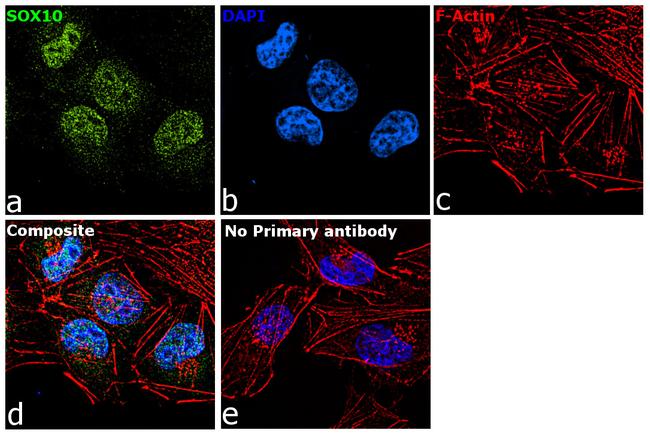 SOX10 Antibody in Immunocytochemistry (ICC/IF)