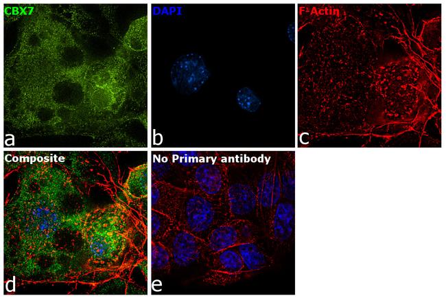 CBX7 Antibody in Immunocytochemistry (ICC/IF)