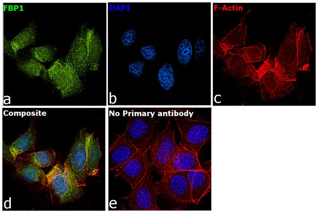 FBP1 Antibody in Immunocytochemistry (ICC/IF)