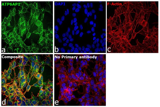 ATP6AP1 Antibody in Immunocytochemistry (ICC/IF)