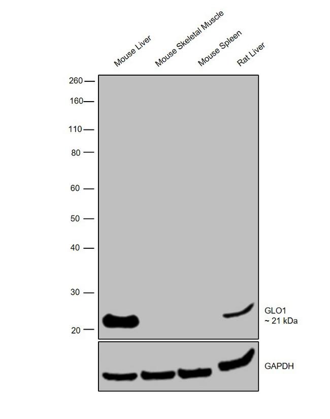 GLO1 Antibody in Western Blot (WB)