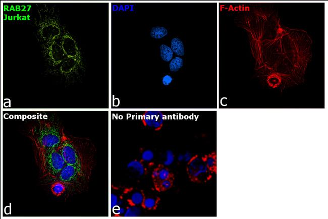 RAB27A Antibody in Immunocytochemistry (ICC/IF)