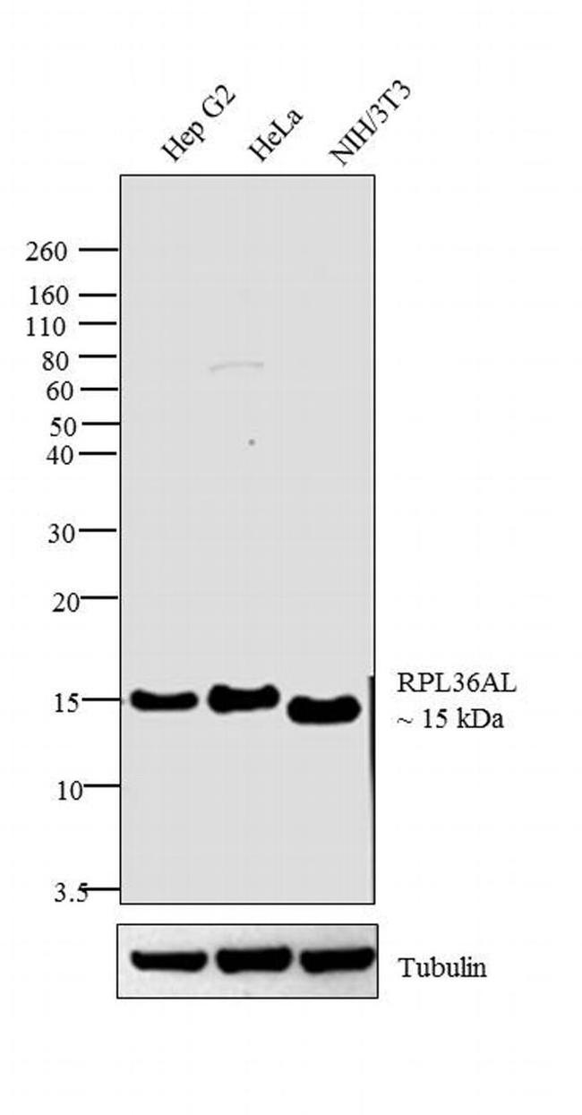 RPL36AL Antibody in Western Blot (WB)