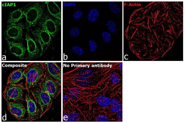 cIAP1 Antibody in Immunocytochemistry (ICC/IF)