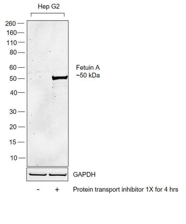 Fetuin A Antibody in Western Blot (WB)