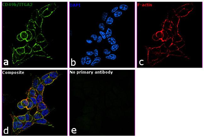 ITGA2 Antibody in Immunocytochemistry (ICC/IF)