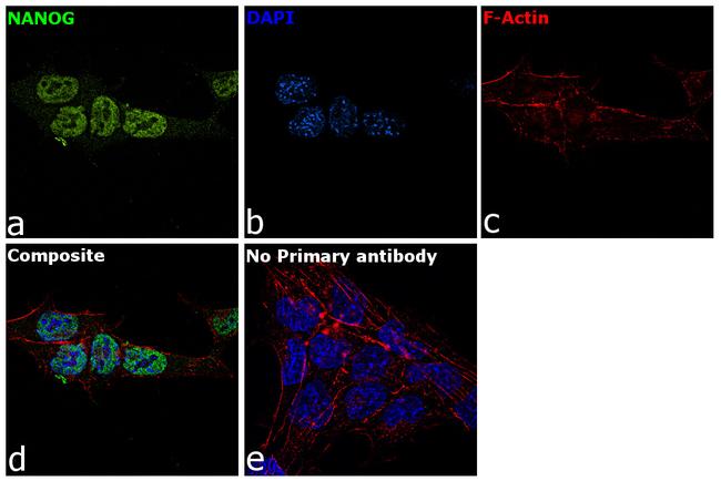 Nanog Antibody in Immunocytochemistry (ICC/IF)