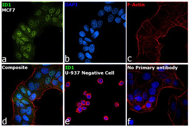 ID1 Antibody in Immunocytochemistry (ICC/IF)