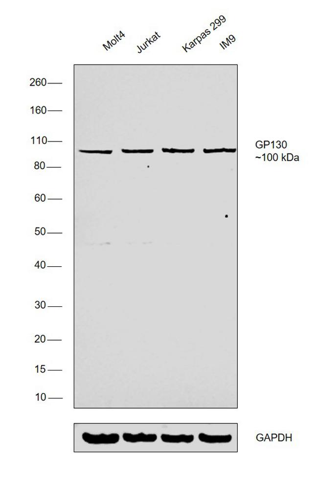 GP130 Antibody in Western Blot (WB)