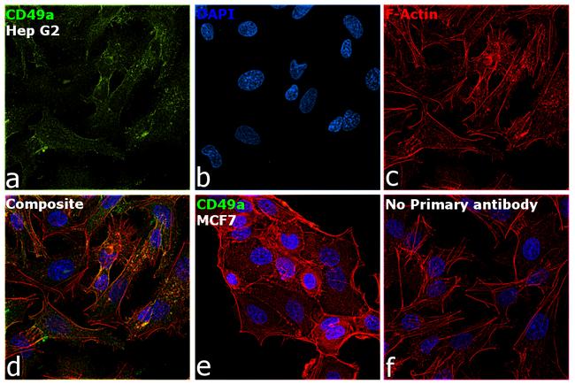 CD49a Antibody in Immunocytochemistry (ICC/IF)