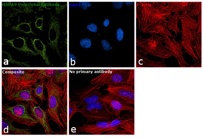 HSPA9 Antibody in Immunocytochemistry (ICC/IF)