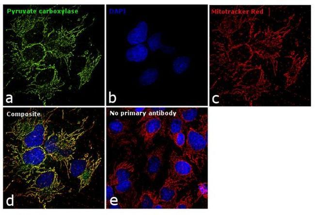 Pyruvate Carboxylase Antibody in Immunocytochemistry (ICC/IF)