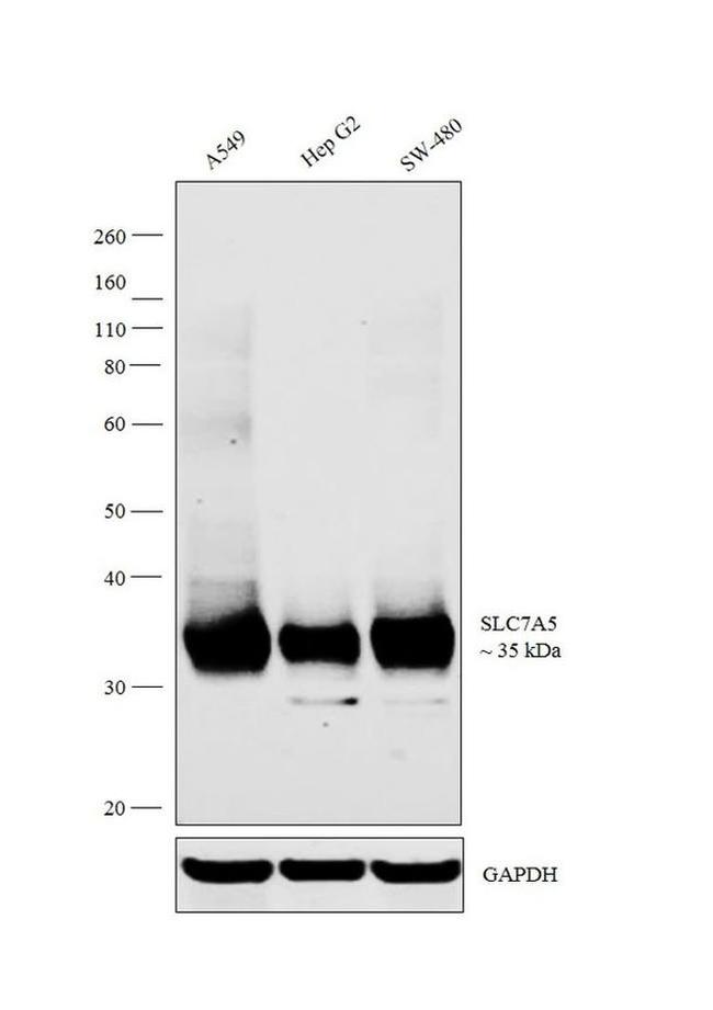 SLC7A5 Antibody in Western Blot (WB)