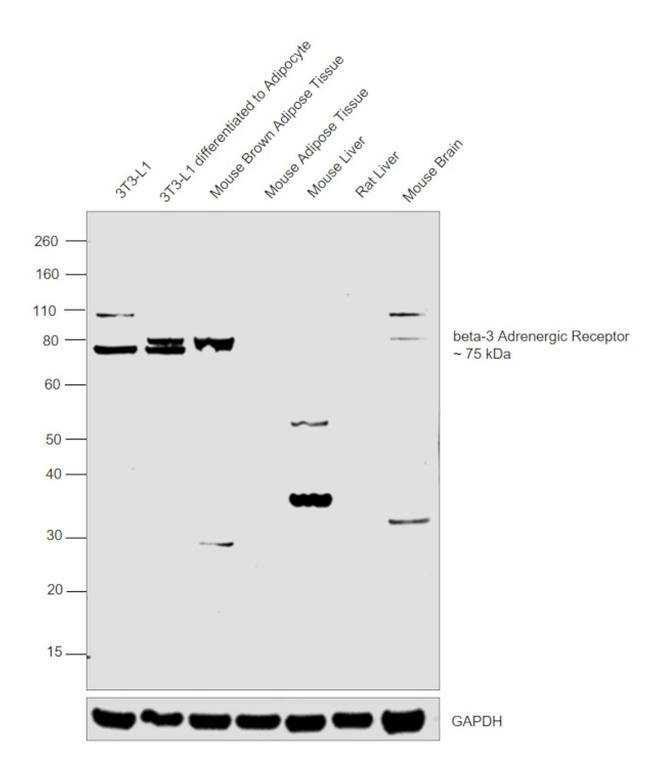 beta-3 Adrenergic Receptor Antibody in Western Blot (WB)